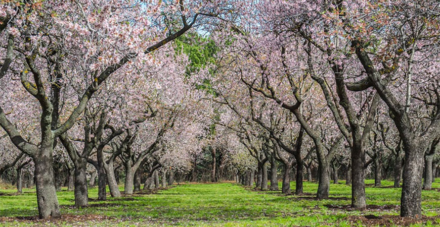 Almond orchard